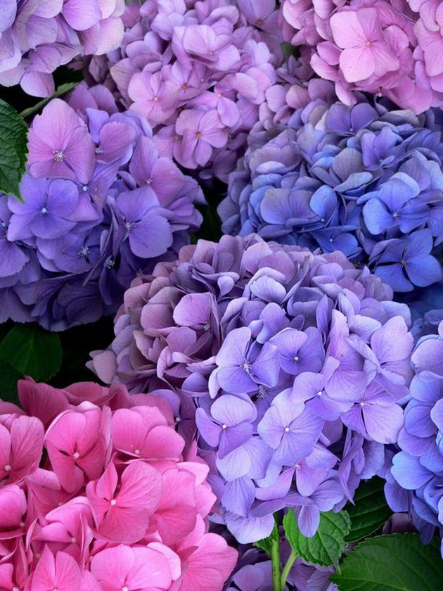 hortenzii-cvetni-kralici-vo-gradinata-foto-10_copy.jpg