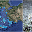 mapa-pokazhuva-kade-se-pojavuvala-otrovnata-riba-zajak-vo-grcija-i-kade-bi-mozhela-da-se-pojavi-letovo-01.jpg