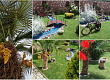 odlichno-uredeno-dvorche-vo-veles-so-rascvetana-palma-foto-01.jpg