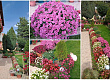 dvorcheto-na-ruzhica-vo-resen-kade-caruvaat-hrizantemite-vo-site-boi-foto-01_2.jpg