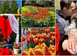 romantichno-zaprosuvanje-na-makedonka-vo-rajskata-gradina-na-lalinjata-keukenhof-vo-amsteredam-foto-01.jpg