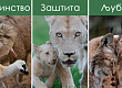 10-emotivni-sceni-od-skopje-zoo-topat-srca-niz-objektivot-na-goran-anastasovski-01.jpg