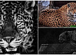 tazhen-den-vo-skopje-zoo-od-kancer-pochina-jaguarkata-ines-01.jpg