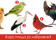 test-na-potsvesta-izberete-edna-ptica-i-doznajte-shto-ve-pravi-posebni-01_copy_copy.jpg