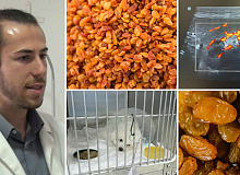 kuche-od-rasa-bishon-2-jadelo-suvo-grozje-nash-veterinar-so-eho-snimka-i-apel-suvoto-grozje-e-toksichno-za-kuchinjata-01.jpg