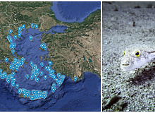 mapa-pokazhuva-kade-se-pojavuvala-otrovnata-riba-zajak-vo-grcija-i-kade-bi-mozhela-da-se-pojavi-letovo-01.jpg