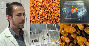 kuche-od-rasa-bishon-2-jadelo-suvo-grozje-nash-veterinar-so-eho-snimka-i-apel-suvoto-grozje-e-toksichno-za-kuchinjata-01.jpg