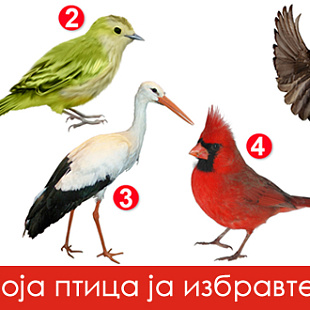 test-na-potsvesta-izberete-edna-ptica-i-doznajte-shto-ve-pravi-posebni-01_copy_copy.jpg