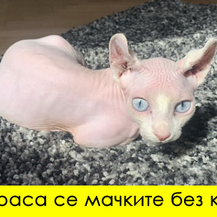 kviz-7-opshti-prashanja-shto-mora-da-gi-znaete-bez-pomosh-od-gugl-01.jpg