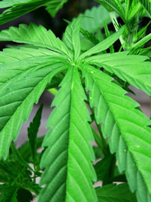 marihuanata-pomaga-pri-bolki
