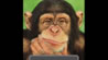 test-vie-vs-shimpanzo-povekje