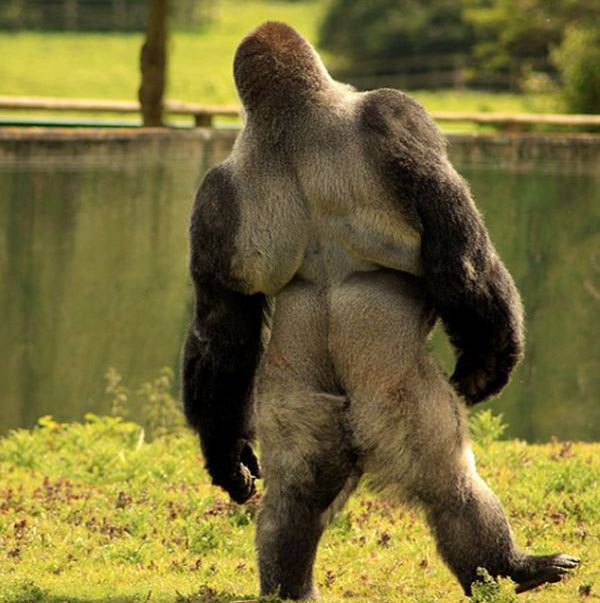 gorilata-koja-odi-kako-covek-2