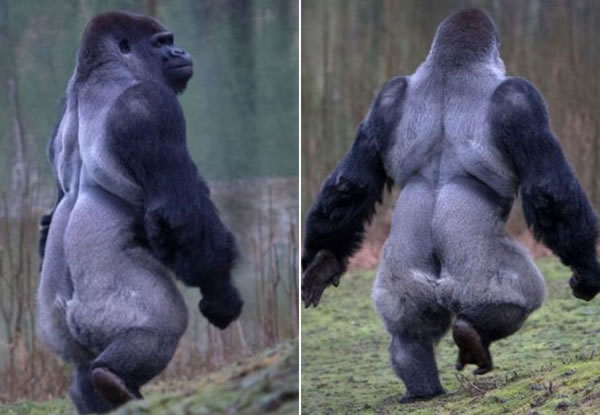 gorilata-koja-odi-kako-covek-3
