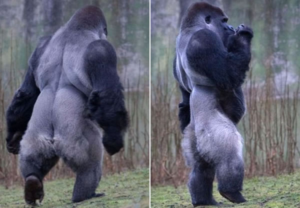 gorilata-koja-odi-kako-covek-4
