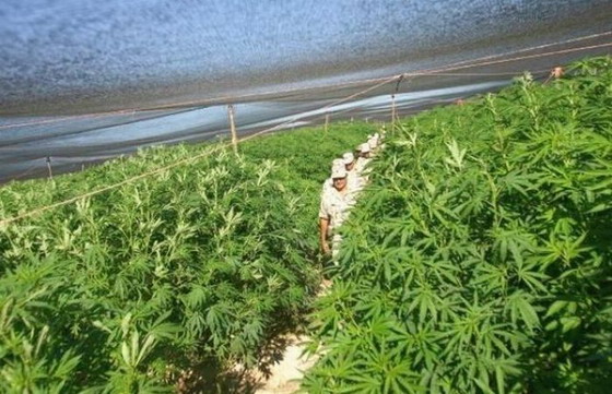 ogromna-plantaza-marihuana-7