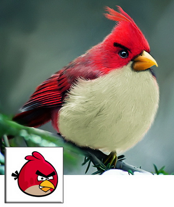 koga-angry-birds-bi-bile-vistinski-1