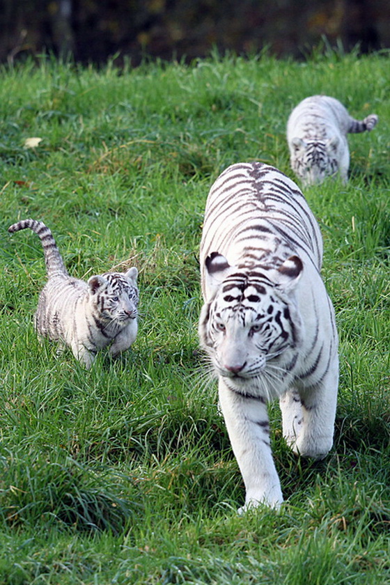 najubavite-beli-tigri-1