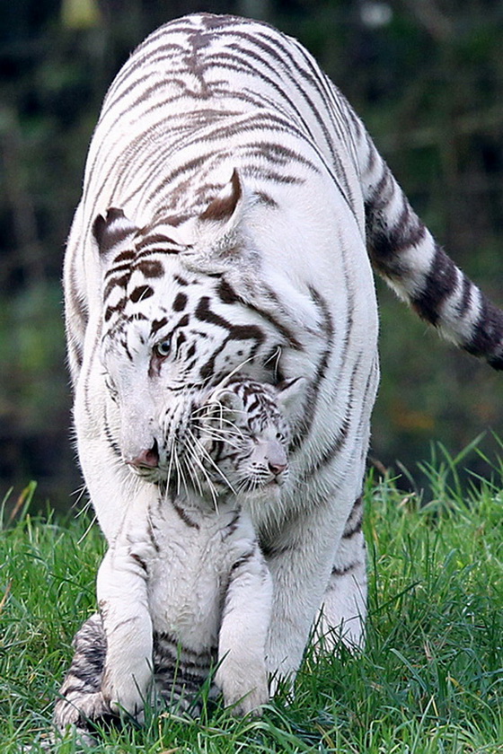 najubavite-beli-tigri-3