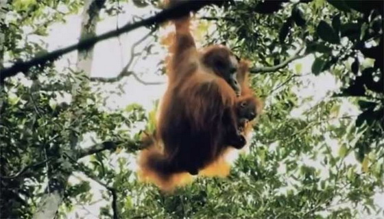 orangutanka-umira-od-taga-za-zapalenata-shuma-4
