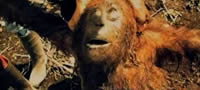 orangutanka-umira-od-taga-za-zapalenata-shuma-povekje