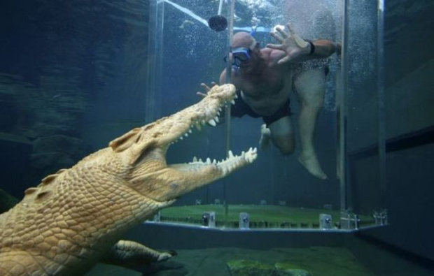 podvodno-druzenje-so-krokodili-2
