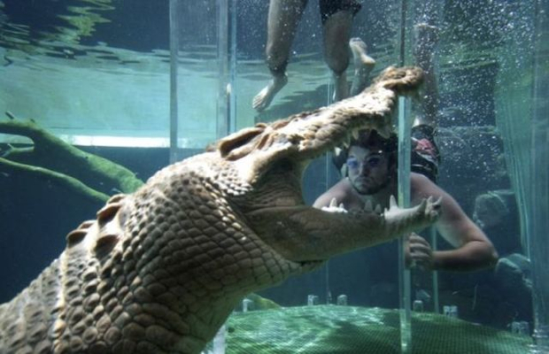 podvodno-druzenje-so-krokodili-3