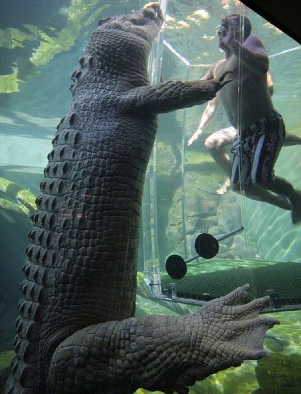 podvodno-druzenje-so-krokodili-5