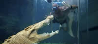 podvodno-druzenje-so-krokodili-povekje