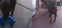 kuceto-sto-prosi-video-povekje