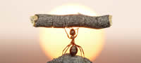 mudra-prikazna-upornosta-na-edna-mravka-povekje