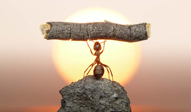 mudra-prikazna-upornosta-na-edna-mravka