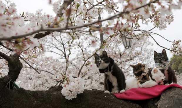 tradicija-cvetanjeto-na-cresite-vo-japonija-foto-1