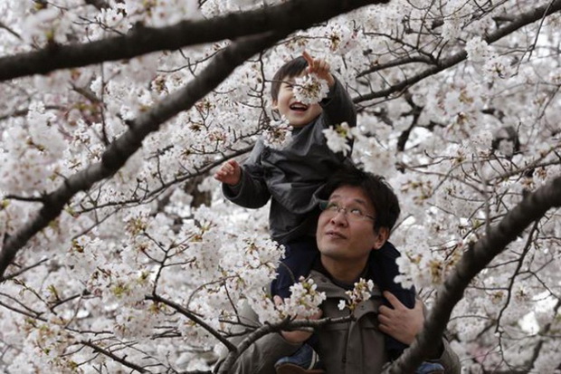 tradicija-cvetanjeto-na-cresite-vo-japonija-foto-11