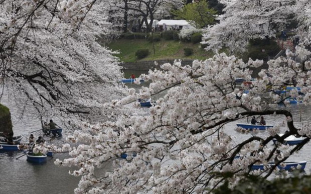 tradicija-cvetanjeto-na-cresite-vo-japonija-foto-13
