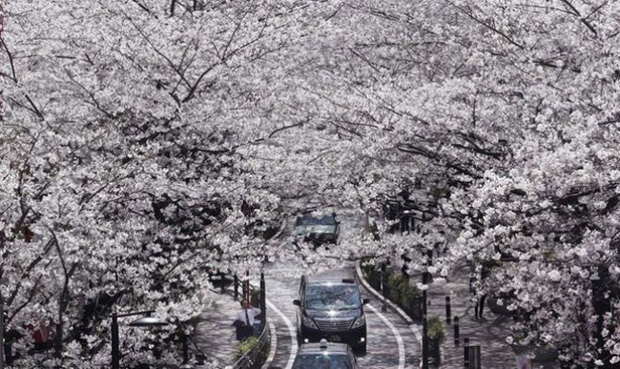 tradicija-cvetanjeto-na-cresite-vo-japonija-foto-15