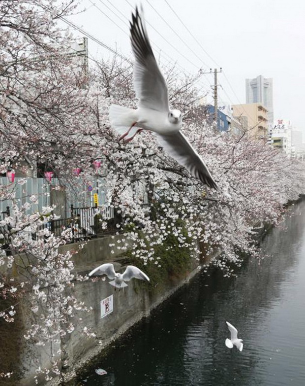 tradicija-cvetanjeto-na-cresite-vo-japonija-foto-2