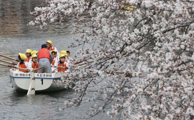tradicija-cvetanjeto-na-cresite-vo-japonija-foto-3