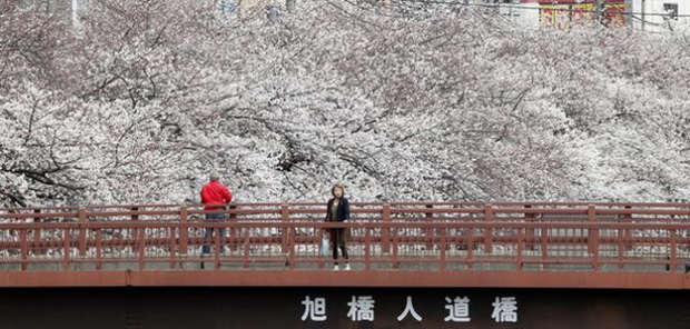 tradicija-cvetanjeto-na-cresite-vo-japonija-foto-4