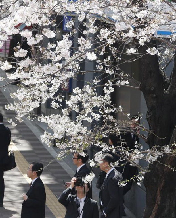 tradicija-cvetanjeto-na-cresite-vo-japonija-foto-6