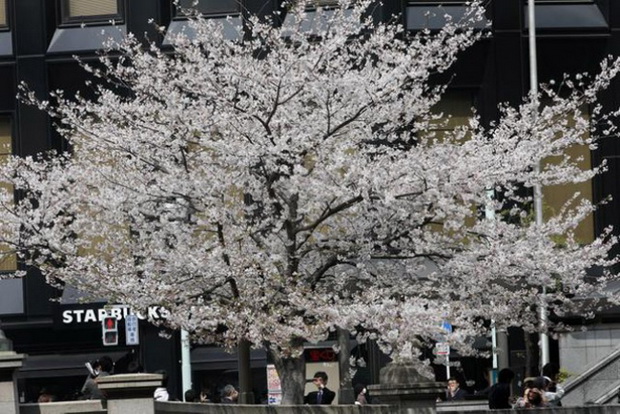tradicija-cvetanjeto-na-cresite-vo-japonija-foto-7