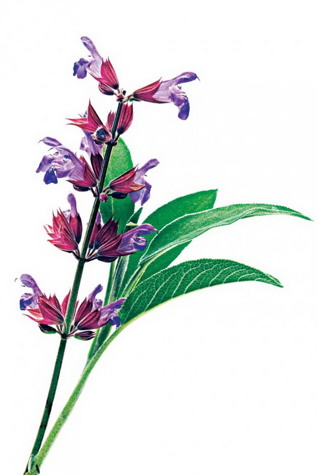zdravi-dodatoci-vo-ishranata-3