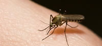 8-soveti-kako-da-se-odbranite-od-komarci-i-krlezi-povekje