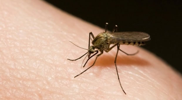 8-soveti-kako-da-se-odbranite-od-komarci-i-krlezi