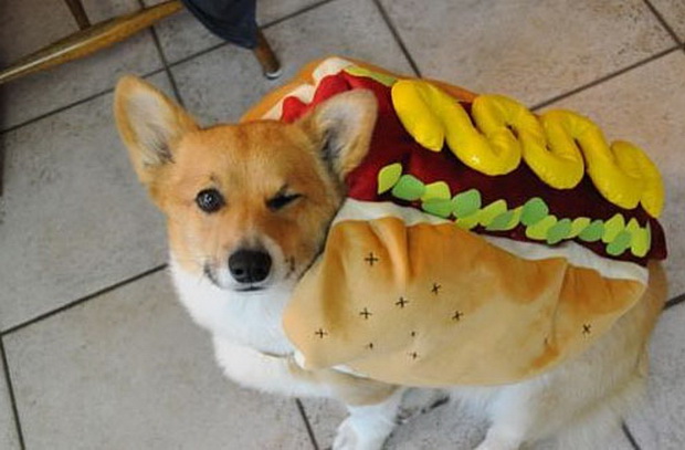 mujo-kupuva-hot-dog-1