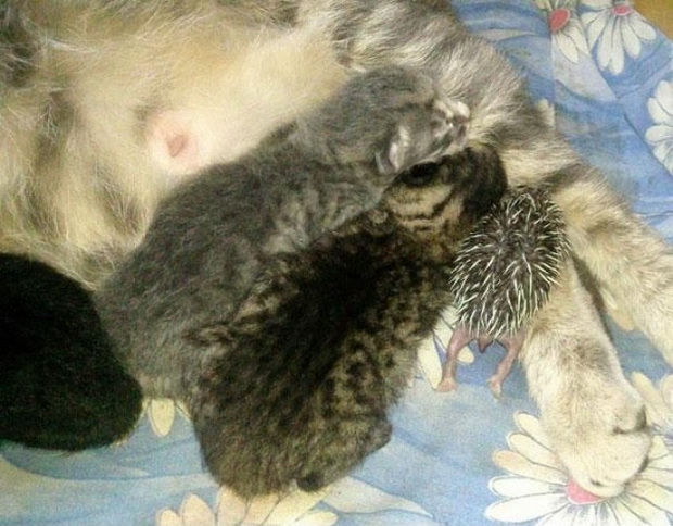macka-posvoila-eze-foto-2