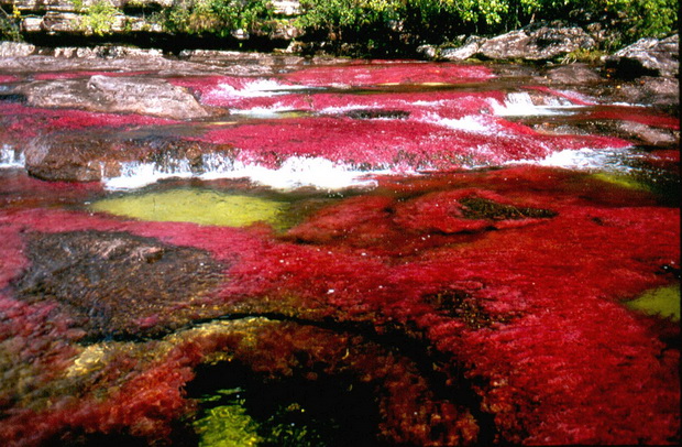 cano-cristales-kolumbiskoto-tecno-vinozito-01