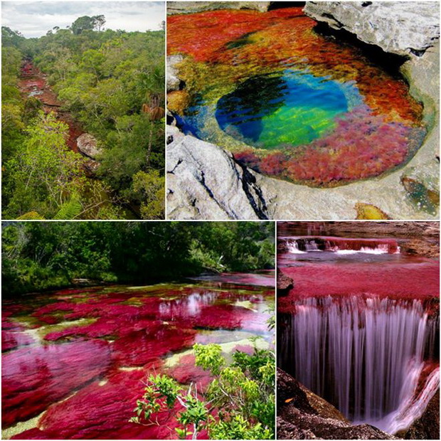 cano-cristales-kolumbiskoto-tecno-vinozito-3