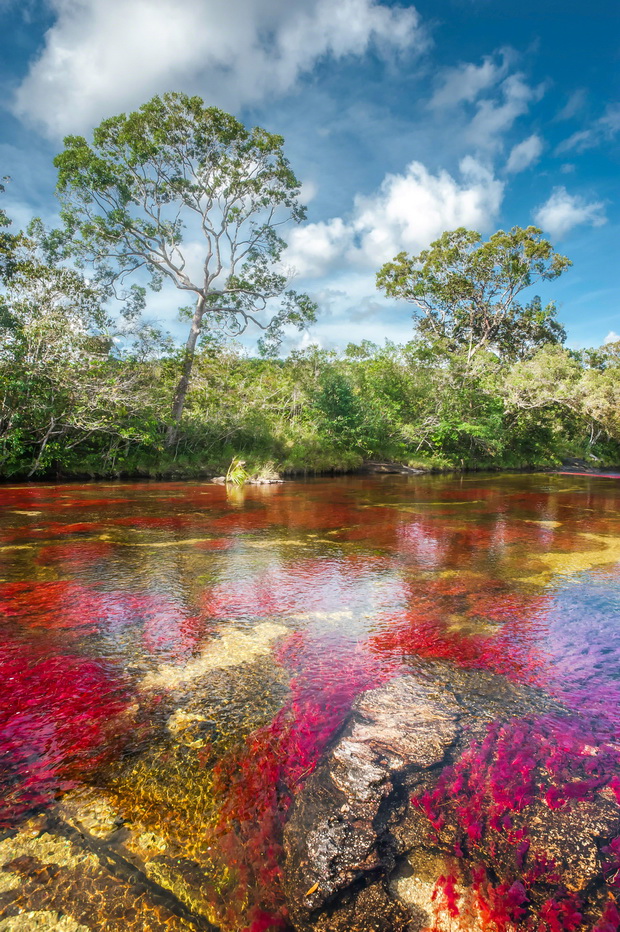 cano-cristales-kolumbiskoto-tecno-vinozito-5