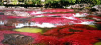 cano-cristales-kolumbiskoto-tecno-vinozito-povekje