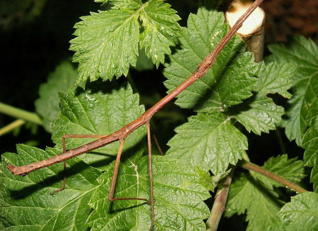 vezbajte-go-vidot-pronajdete-gi-zivotnite-06
